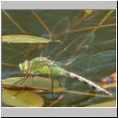 Anax imperator - Grosse Koenigslibelle w03.jpg